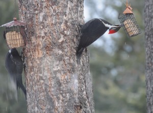 So good even a Pileated will bend over backward for it! Photo by Mary Loney Bigfork, MT