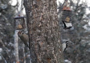 Northern Flicker and Hairy Woodpeckers. Photo: Mary Loney Bigfork, MT